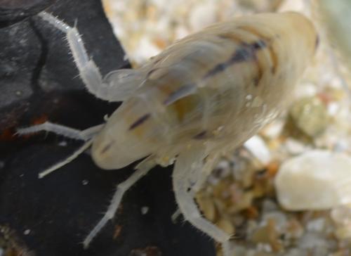Talitrus saltator